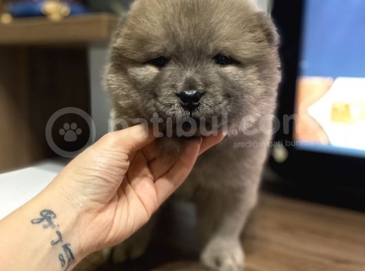 Blue Chow Chow Yavrumuz