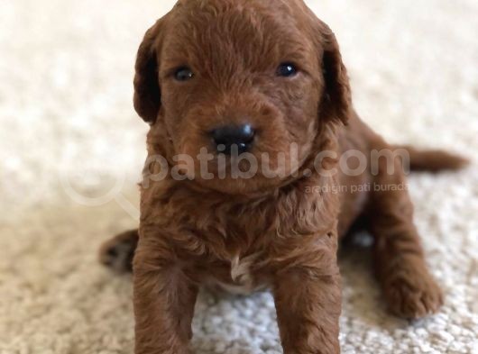 Red Toy Poodle Rezerveye Açılmıstır görsel