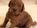 Red Toy Poodle Rezerveye Açılmıstır