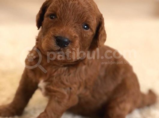 Red Toy Poodle Rezerveye Açılmıstır görsel