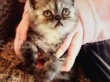 Scottish Fold  British Fold Blu Tubby Yavrularımız
