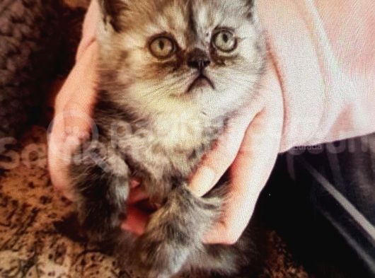 Scottish Fold  British Fold Blu Tubby Yavrularımız görsel
