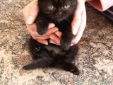 Scottish Fold  British Fold Blu Tubby Yavrularımız