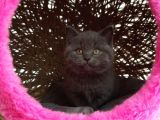 Scottish Fold  British Fold Blu Tubby Yavrularımız