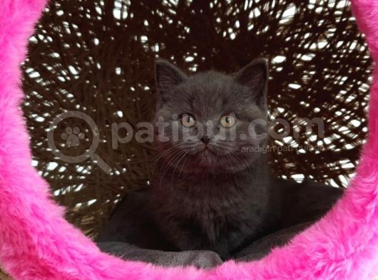 Scottish Fold  British Fold Blu Tubby Yavrularımız