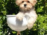 Irkının En İyisi Gold Morkie Yavrumuz