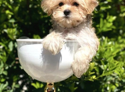 Irkının En İyisi Gold Morkie Yavrumuz