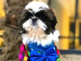 Shih-Tzu Yavruları