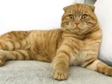 Erkek-red Tabby Scottish