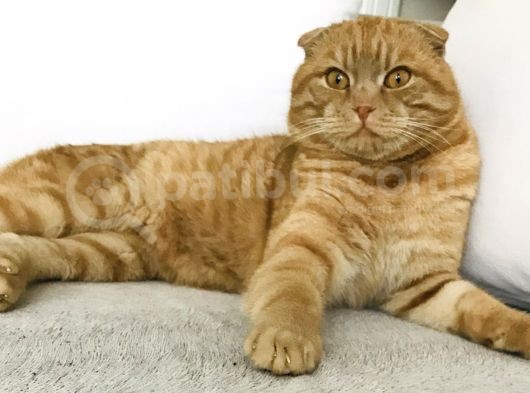 Erkek-Red Tabby Scottish