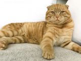 Erkek-Red Tabby Scottish