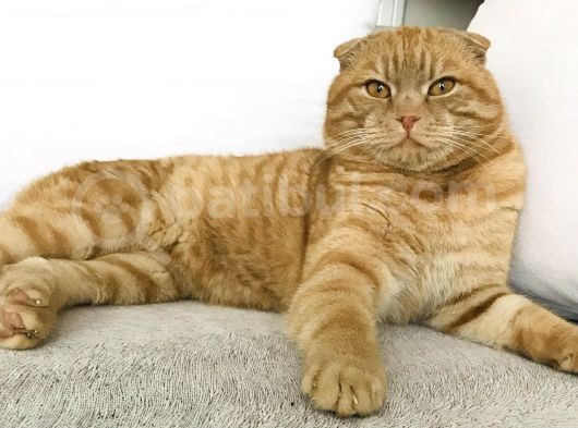 Erkek-Red Tabby Scottish görsel