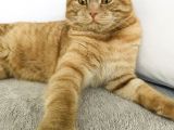 Erkek-Red Tabby Scottish