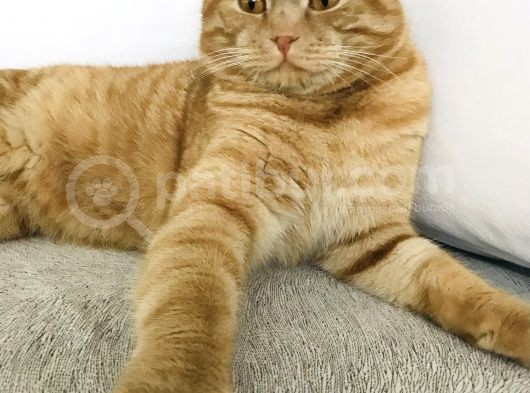 Erkek-Red Tabby Scottish görsel