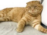 Erkek-Red Tabby Scottish