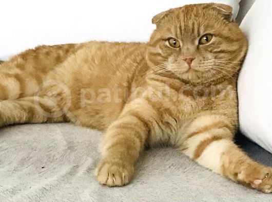 Erkek-Red Tabby Scottish görsel