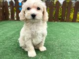 Anne Baba Orji̇nal Malti̇poo Yavrularimiz