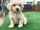 Anne Baba Orji̇nal Malti̇poo Yavrularimiz