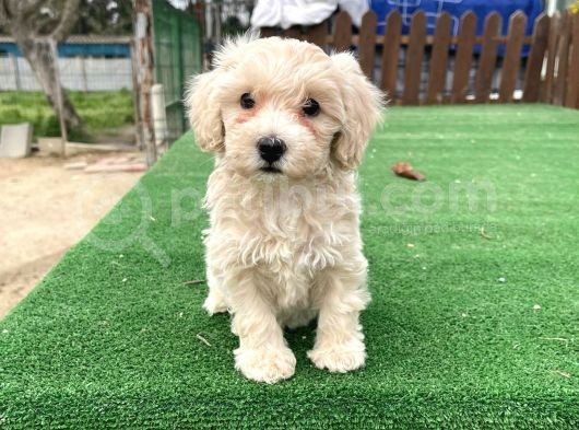 Anne Baba Orji̇nal Malti̇poo Yavrularimiz