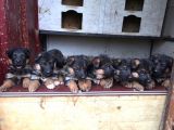 Aşı Ve Karneleri Tam Safkan German Shepherd Yavrular