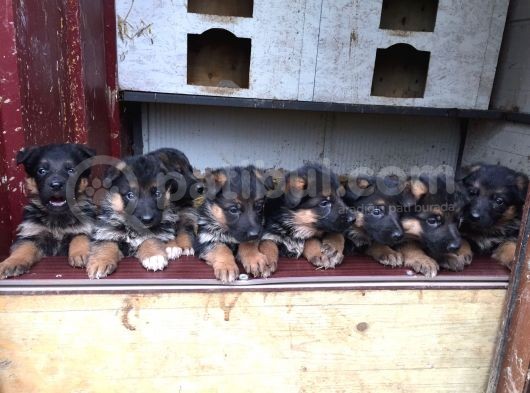 Aşı Ve Karneleri Tam Safkan German Shepherd Yavrular görsel