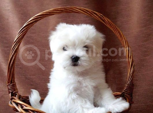 Safkan 0 Numara Maltese Terrier Yavrularımız görsel