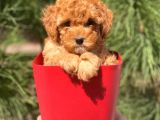 Yüksek Kalite Toy Poodle