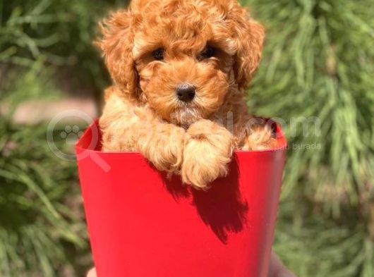 Yüksek Kalite Toy Poodle