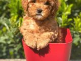 Yüksek Kalite Toy Poodle