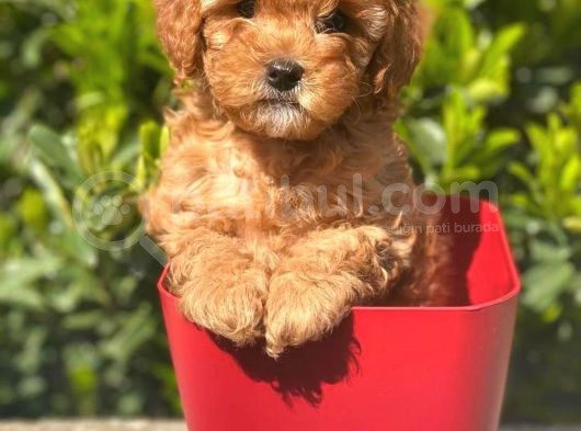 Yüksek Kalite Toy Poodle görsel