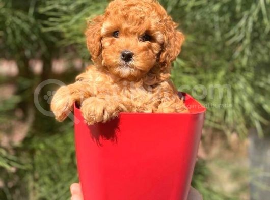 Yüksek Kalite Toy Poodle görsel