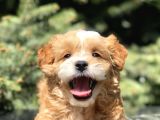 Party Color Maltipoo Yavrumuz