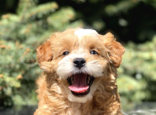 Party Color Maltipoo Yavrumuz