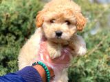 2.5 Aylik Erkek Ve Di̇şi̇ Malti̇poo Yavrular