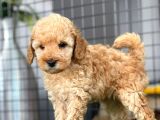 Mini Boy Toy Poodle Bebekler