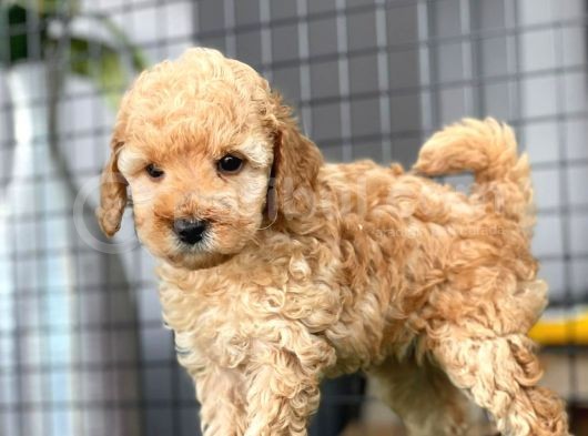 Mini Boy Toy Poodle Bebekler görsel