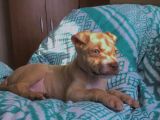 Safkan 3 Aylık Erkek American Bully