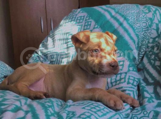 Safkan 3 Aylık Erkek American Bully görsel
