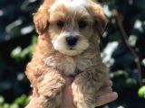 F2 Özel Üretim Maltipoo Bebek