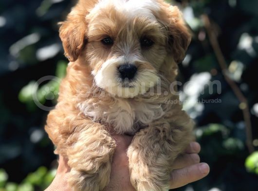 F2 Özel Üretim Maltipoo Bebek