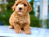 2.5 Aylik Erkek Ve Di̇şi̇ Malti̇poo Yavrular