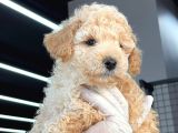 Mini Boy Toy Poodle Bebekler