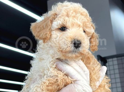 Mini Boy Toy Poodle Bebekler görsel