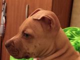 Safkan 3 Aylık Erkek American Bully