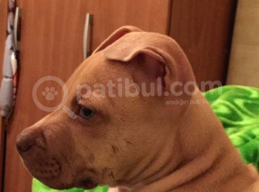 Safkan 3 Aylık Erkek American Bully görsel