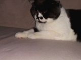 1 Yaşında Tuvalet Eğitimli Scottish Fold