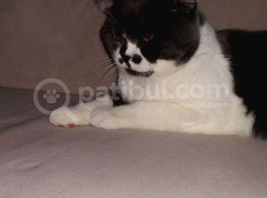 1 Yaşında Tuvalet Eğitimli Scottish Fold görsel