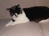 1 Yaşında Tuvalet Eğitimli Scottish Fold
