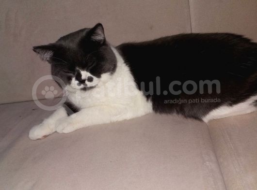 1 Yaşında Tuvalet Eğitimli Scottish Fold görsel