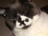 1 Yaşında Tuvalet Eğitimli Scottish Fold